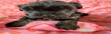 Lhasapoo 4