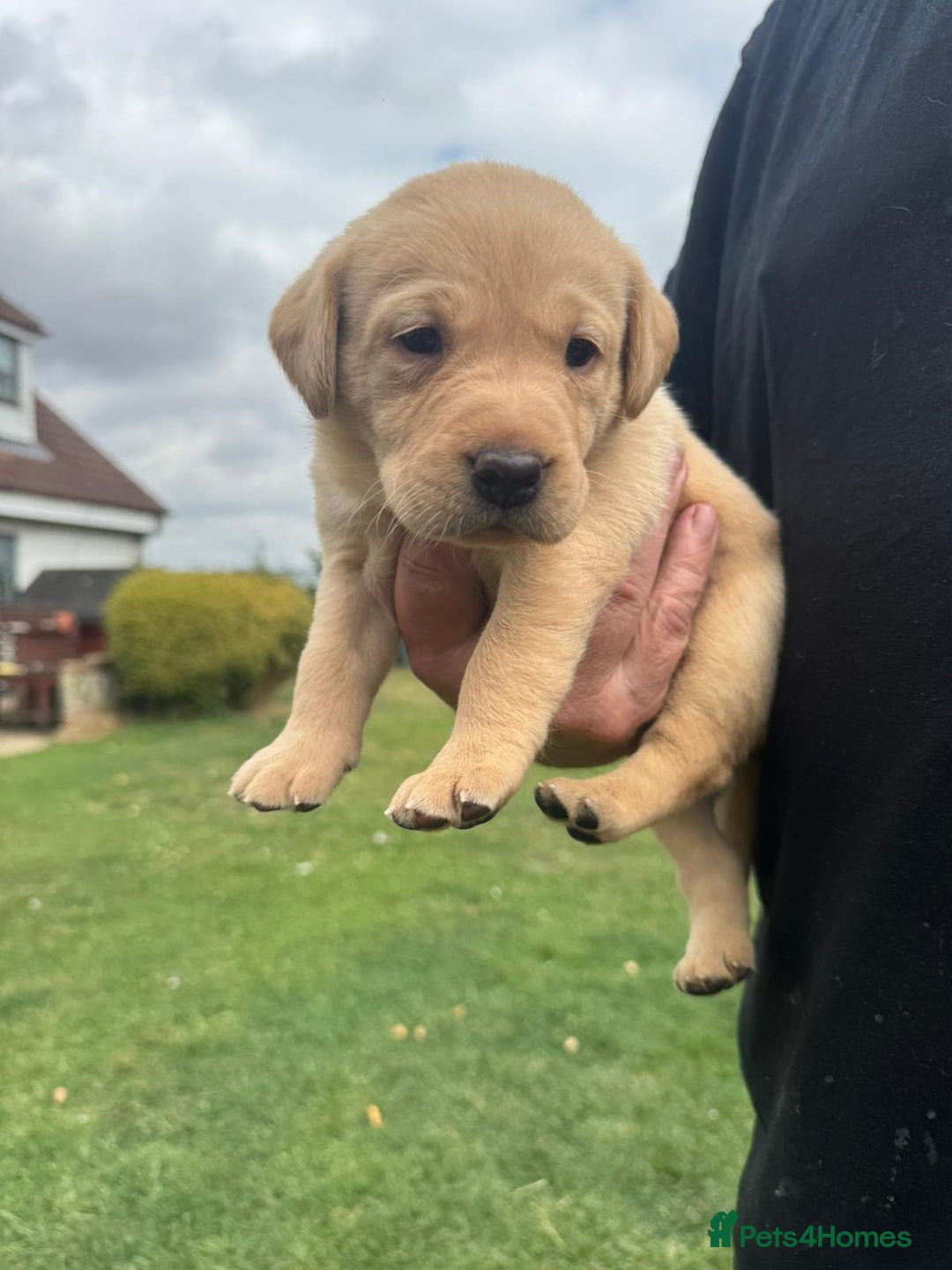 Labrador Retriever dogs for sale: Labrador puppies - Image 8