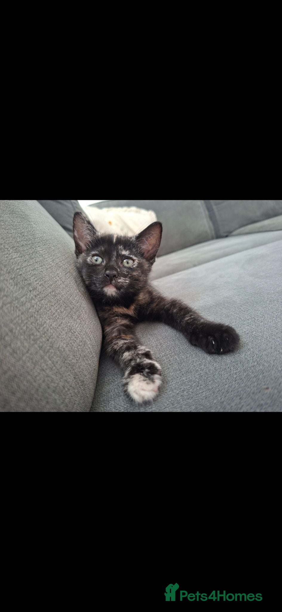 Mixed Breed cats 2 BEAUTIFUL FEMALE KITTENS🐱❤️ - Advert 1