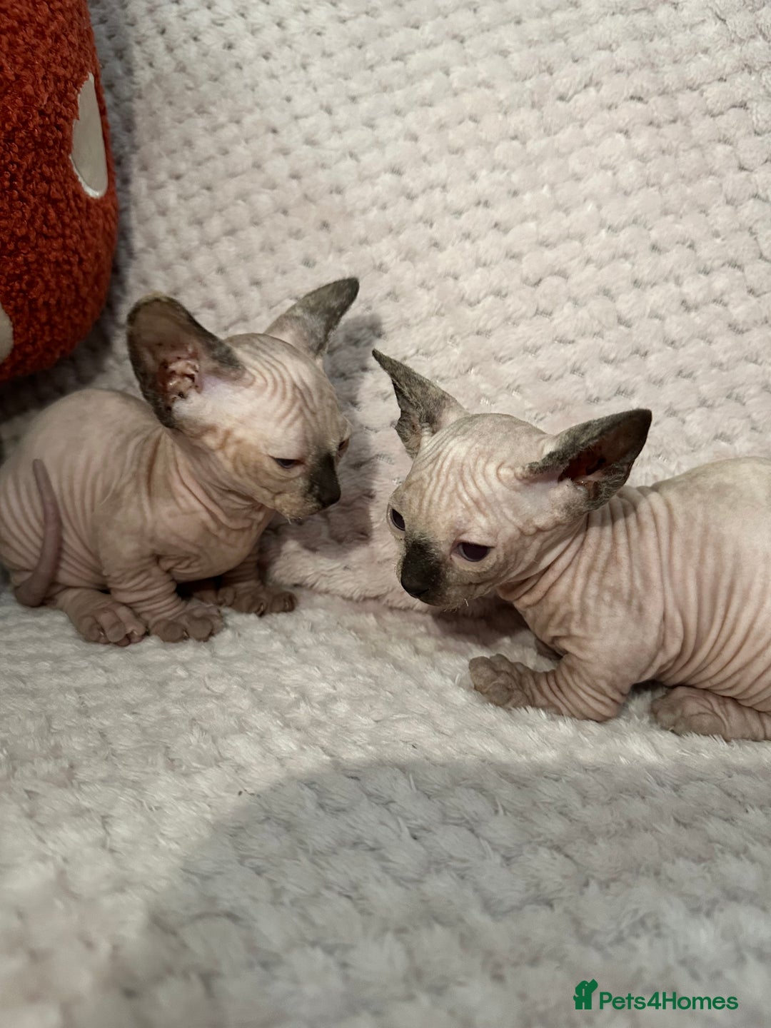 Sphynx cats for sale: Bambino kittens Ready now! - Advert 5