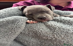 Mixed Breed dogs for sale: Classic American Bully  - Image 3