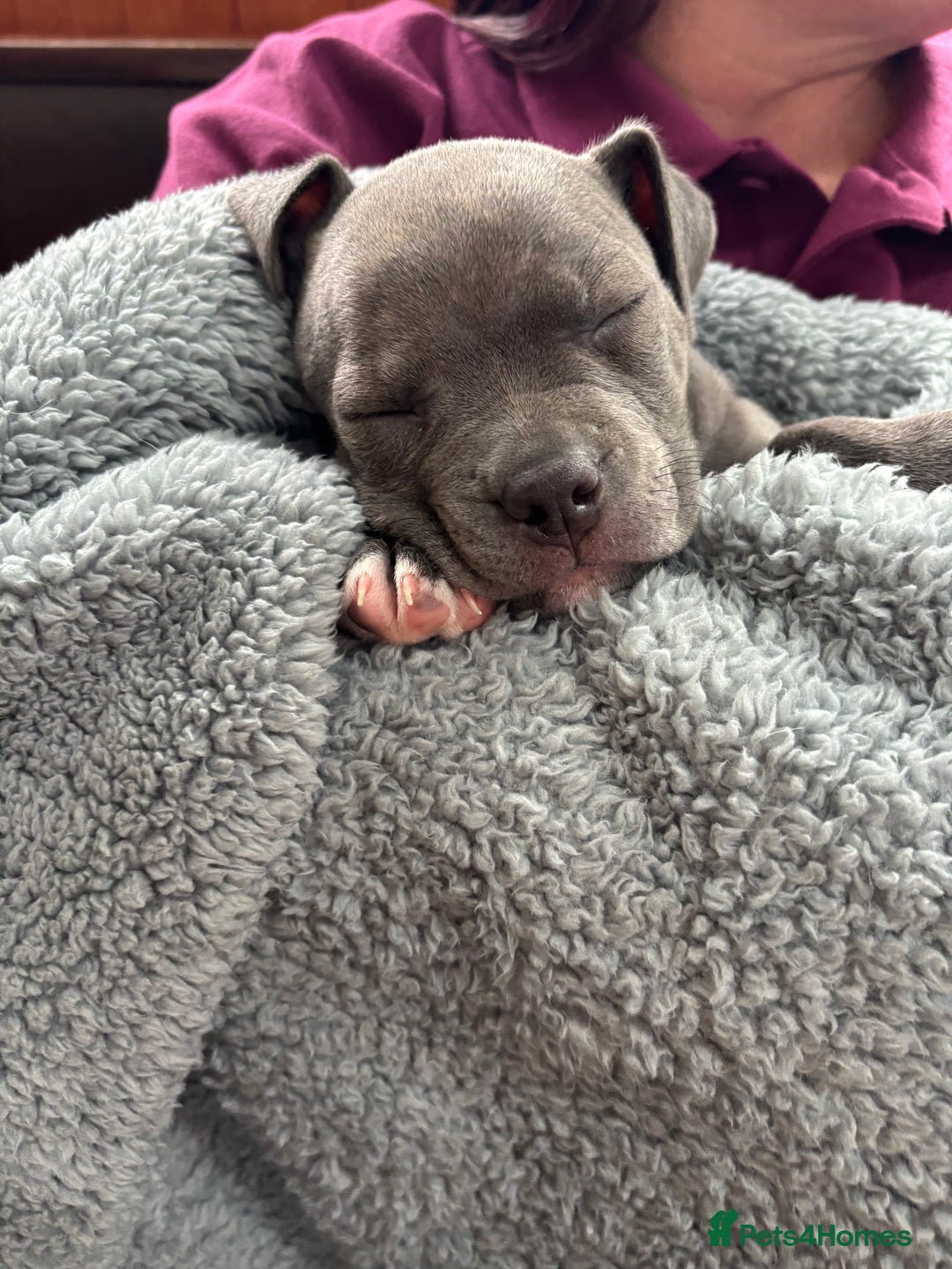 Mixed Breed dogs for sale: Classic American Bully  - Image 3