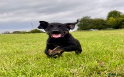 Mixed Breed dogs for sale: Big ears!! cocker spaniel x German shepherd puppys - Image 2