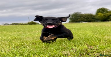 Mixed Breed dogs - Advert 6