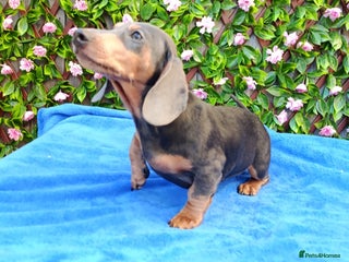 Dachshund dogs READY NOW STANDARD PRA CLR KC REG MANY CHAMPS - Advert 10