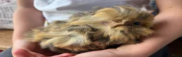 Guinea Pig rodents for sale: Baby guinea pigs for sale - Advert 5
