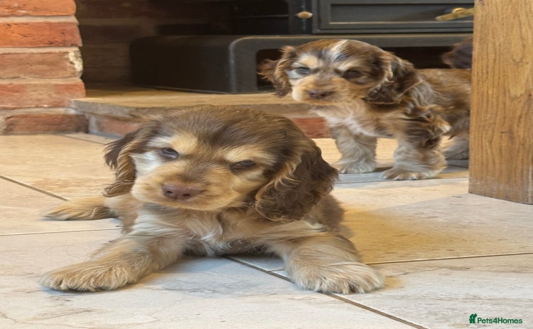 Cocker Spaniel dogs - Advert 1