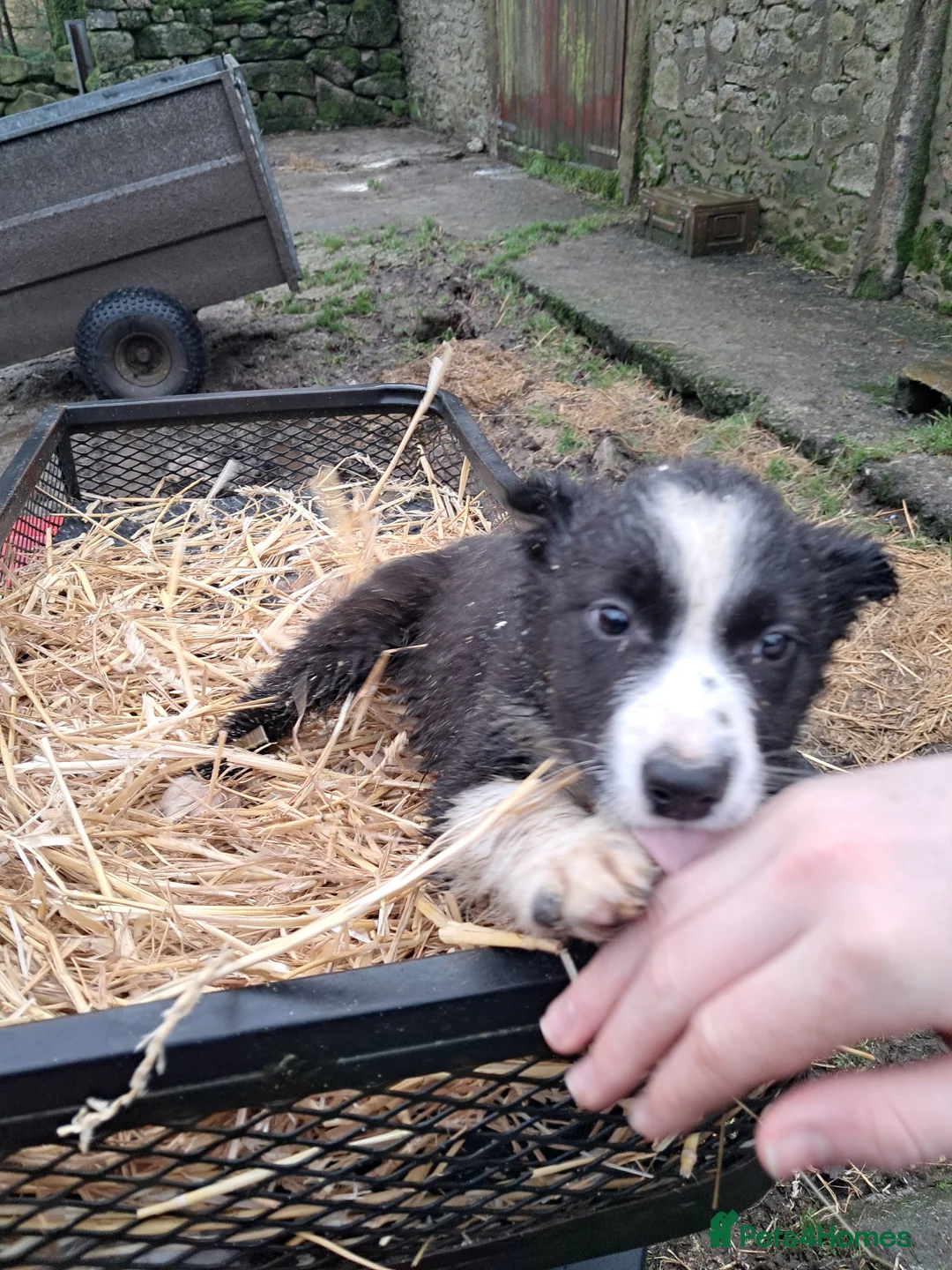 Mixed Breed dogs for sale: Three Collie pups for working highly active homes - Advert 2