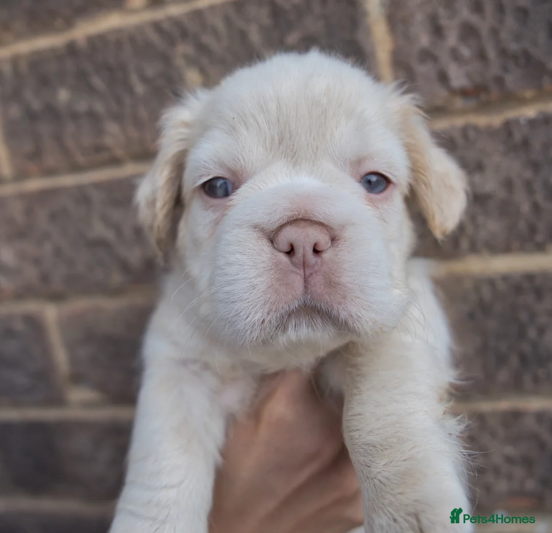 French Bulldog dogs for sale: FLUFFY FRENCHY:ISABELLA/LILAC/PLATINUM-KC&DNA CERT - Advert 38