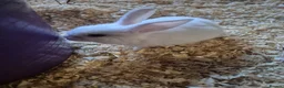 Mixed Breed rabbits for sale: Baby rabbits for sale - Advert 2