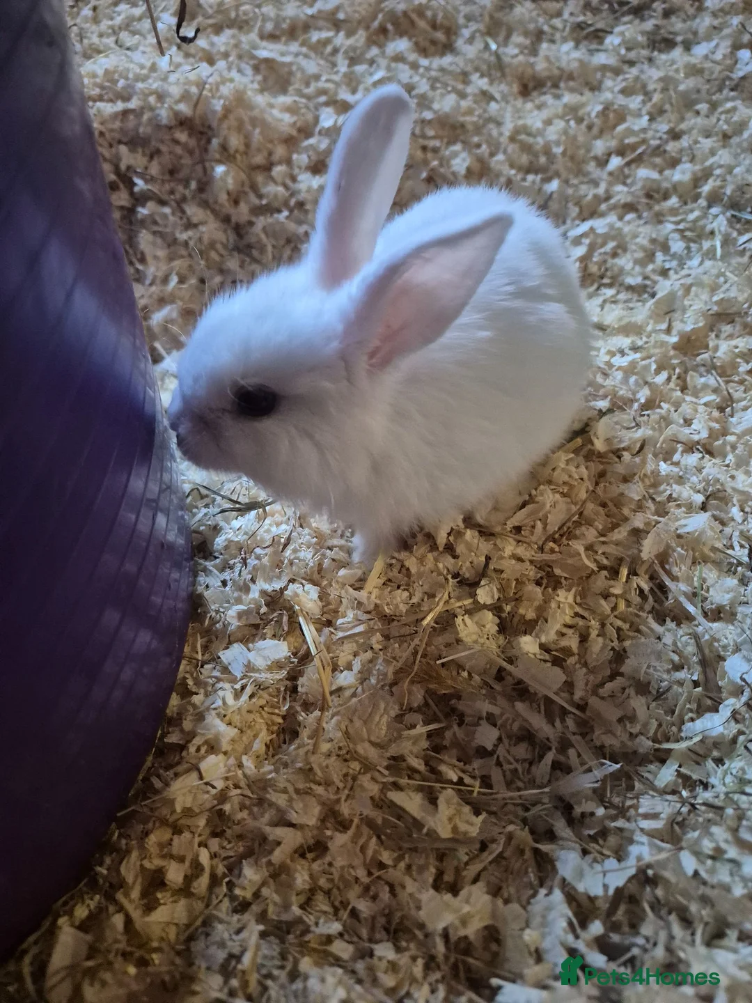 Mixed Breed rabbits for sale: Baby rabbits for sale - Advert 2