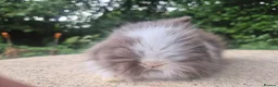Angora rabbits for sale: ❤️STUNNING IMPORTED PARENTS- TEDDYDWERG BABIES❤️ - Advert 21