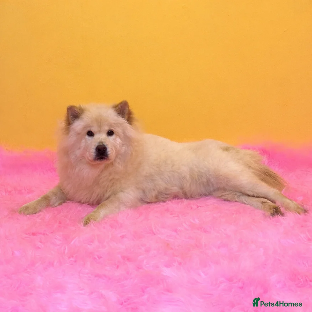 Mixed Breed dogs for sale: (Narla) Beautiful cream female adult chowsky  - Advert 7