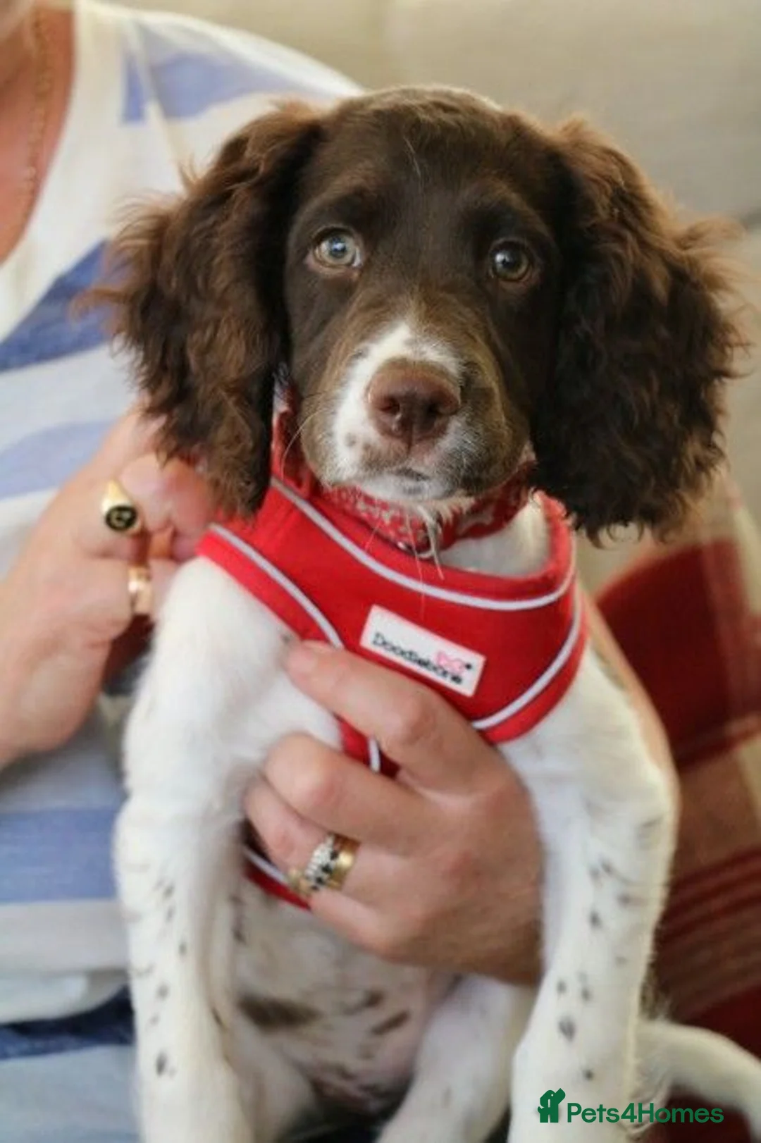 English Springer Spaniel dogs for sale: Health Tested English Springer Spaniel Puppy - Advert 4