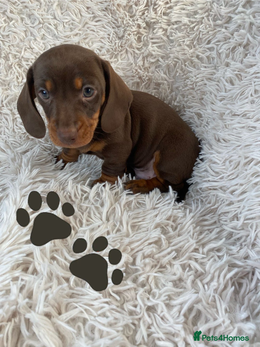 Miniature Dachshund dogs for sale: Chocolate and tan boys. - Advert 7