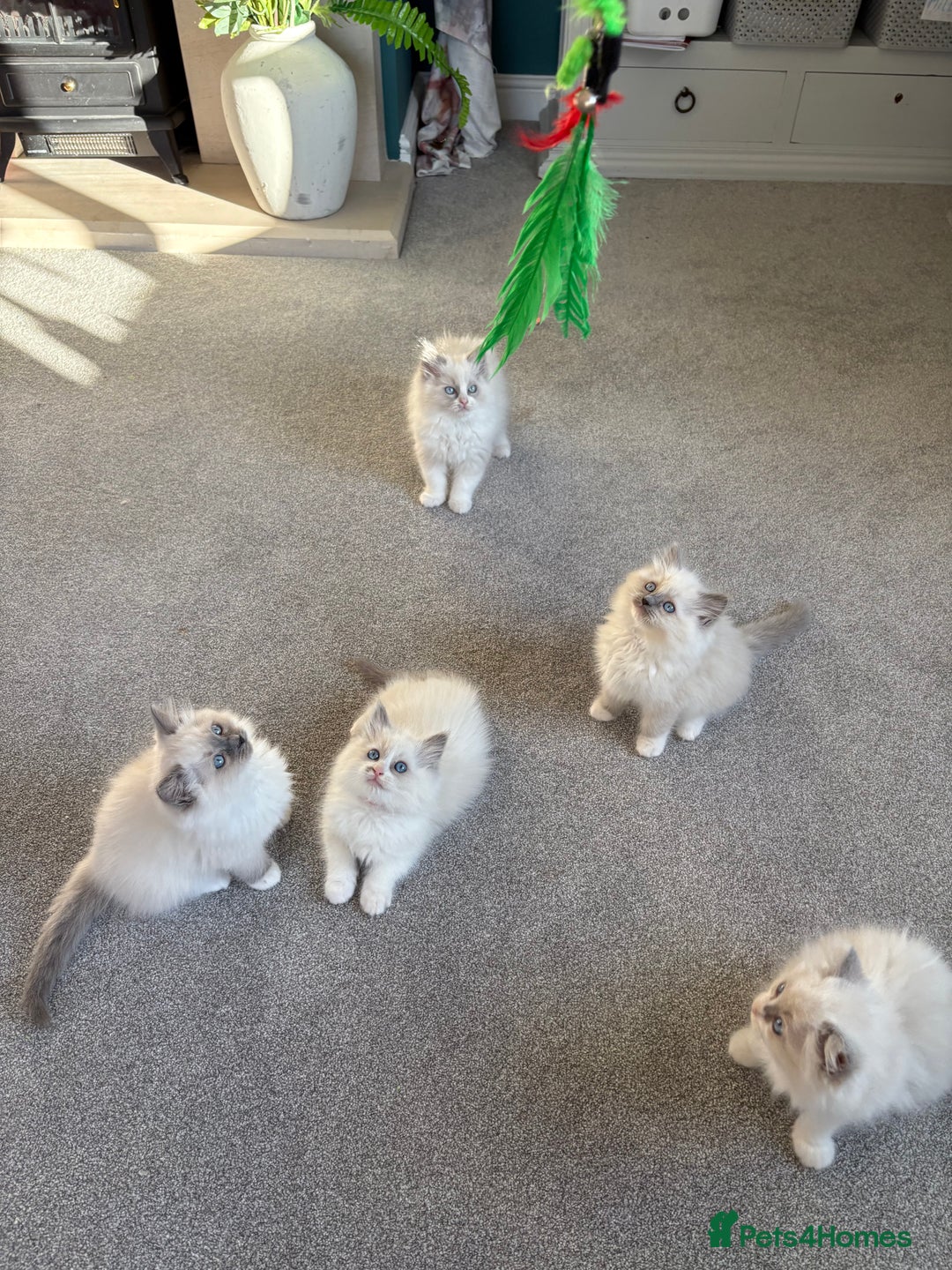 Ragdoll cats for sale: Blue GCCF pedigree Ragdoll kittens - Advert 20