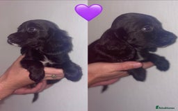 Cocker Spaniel dogs for sale: Cocker spaniel - Image 1