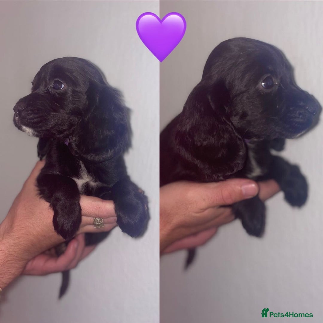 Cocker Spaniel dogs for sale: Cocker spaniel - Image 1