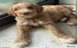 Double Doodle dogs for sale: Australian Goldendoodle puppies - Image 27