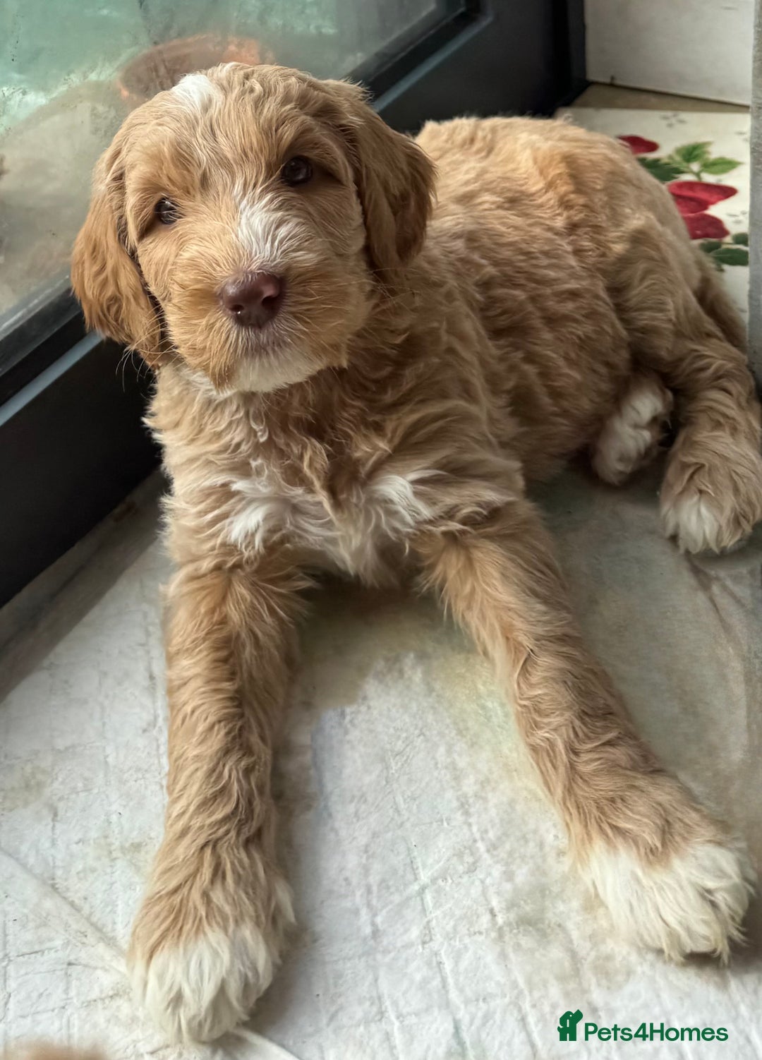 Double Doodle dogs for sale: Australian Goldendoodle puppies - Image 27