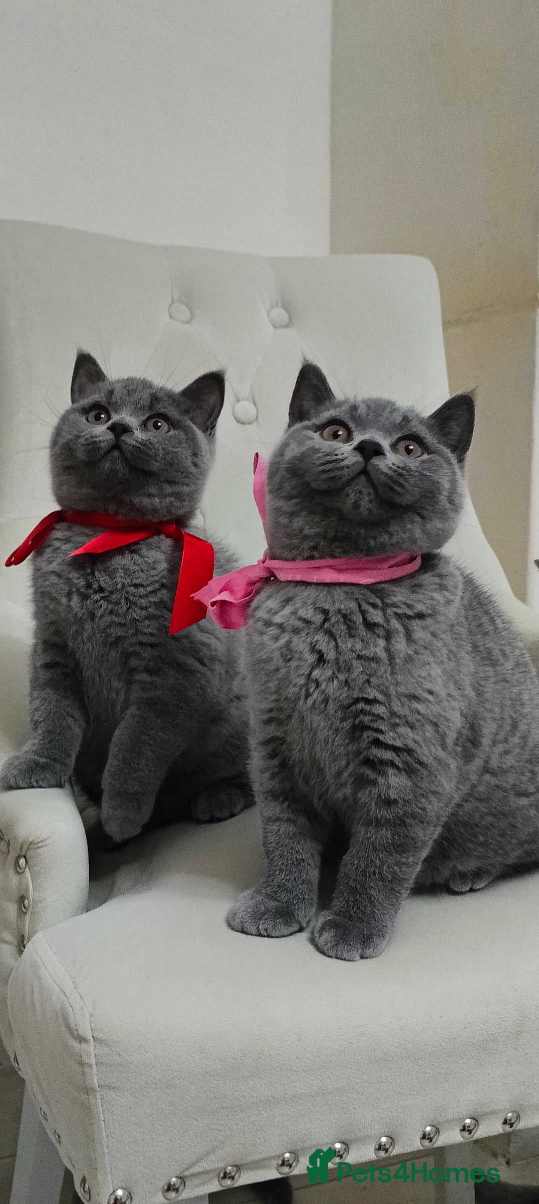 British Shorthair cats for sale: Ready Now British shorthair Amazing kittens - Advert 11