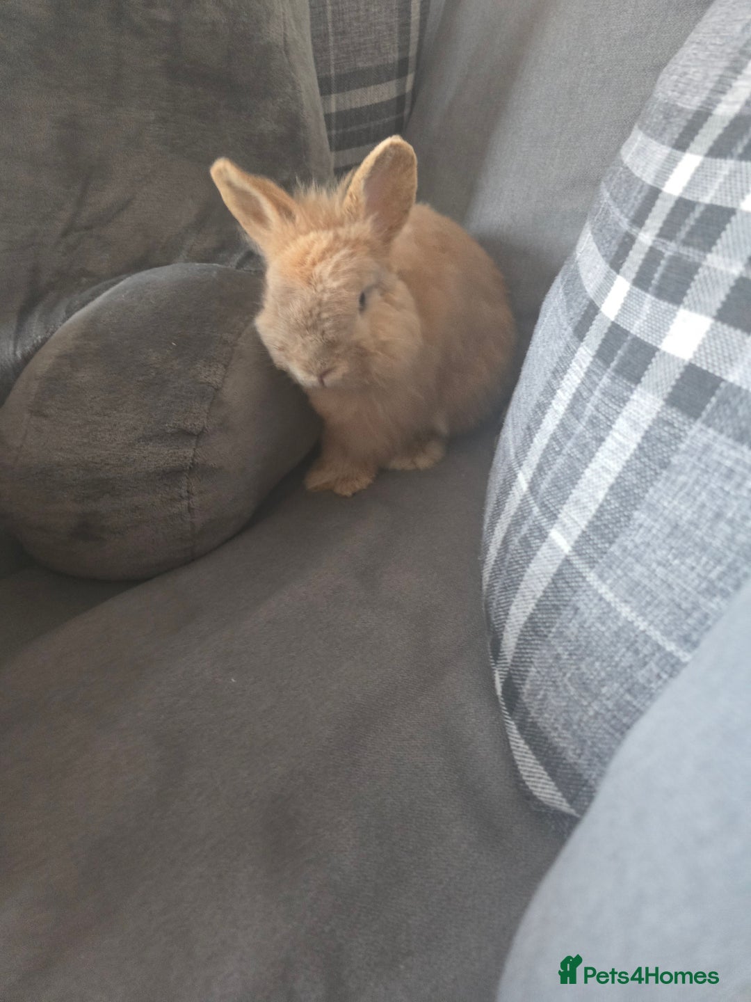 Mixed Breed rabbits for sale: Lionhead rabbits - Advert 2