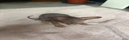 Sphynx cats for sale: Canadian sphynx kittens - Advert 17