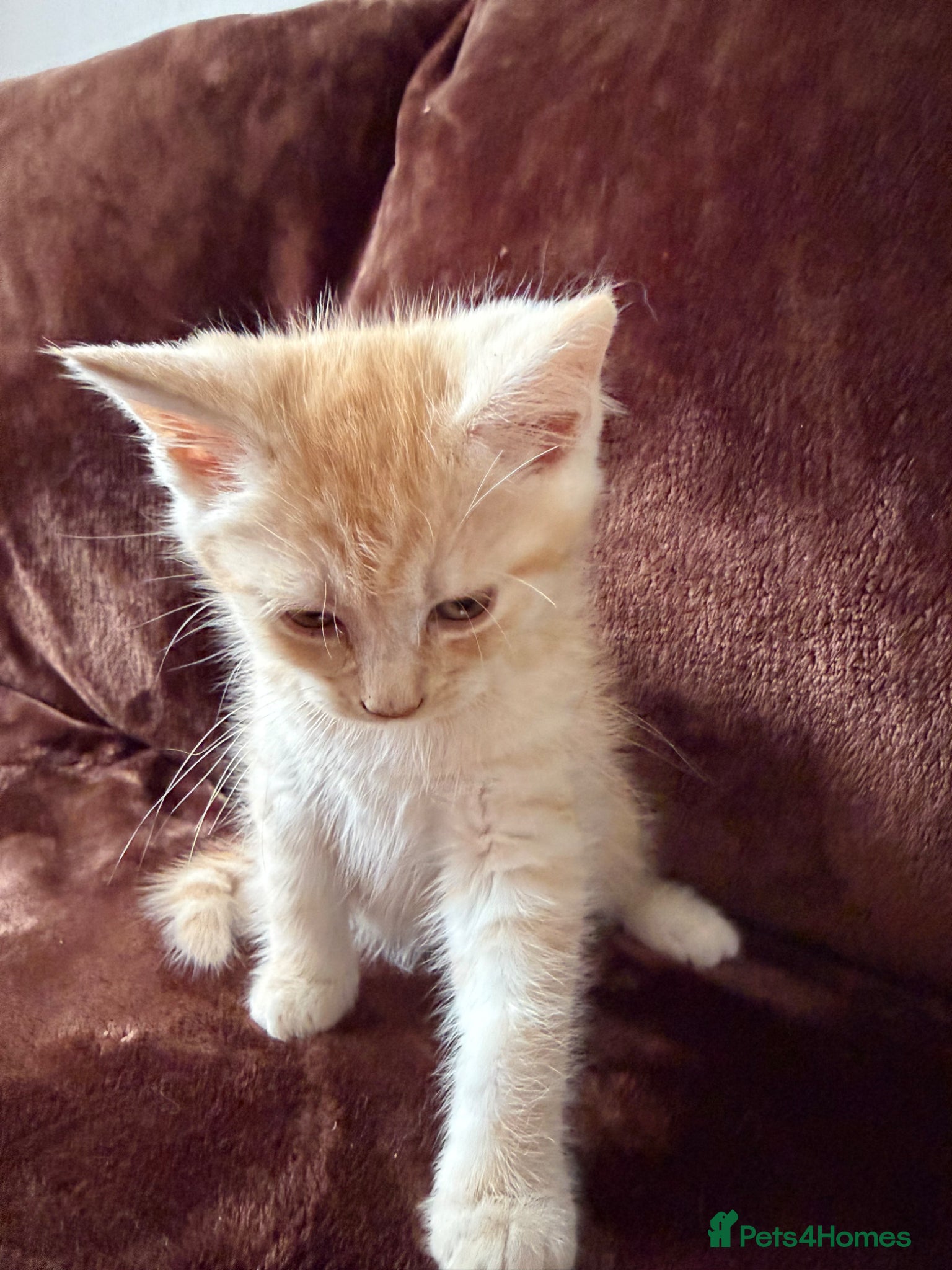 Maine Coon cats Maine Coon Cross Kittens  - Advert 16