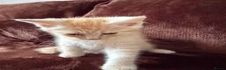 Maine Coon cats for sale: Maine Coon Cross Kittens  - Advert 16