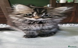 Siberian cats for sale: Beautiful Siberian kittens  - Image 4