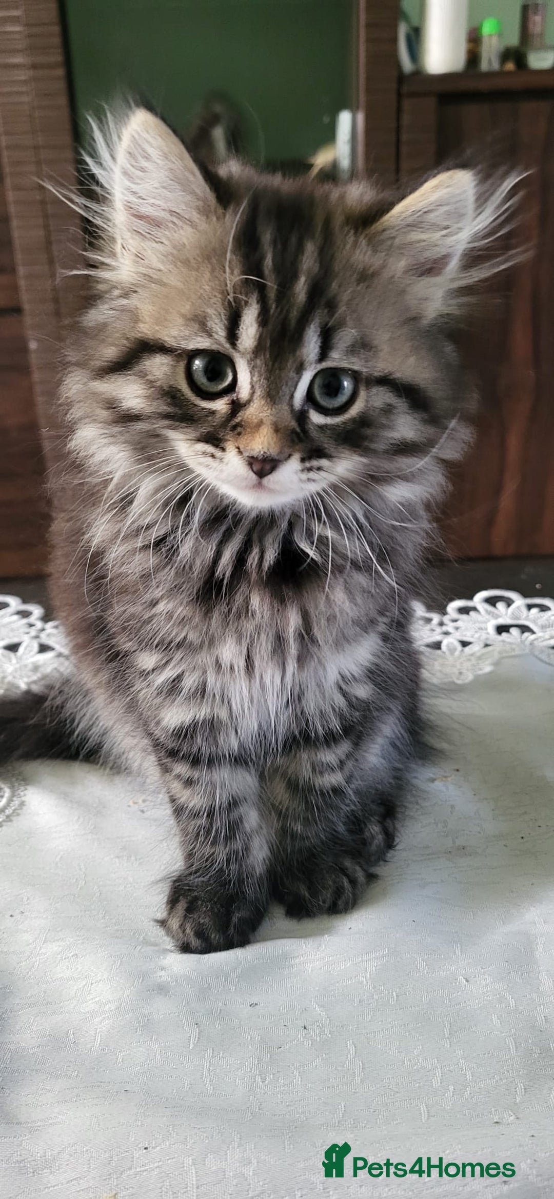 Siberian cats for sale: Beautiful Siberian kittens  - Image 4