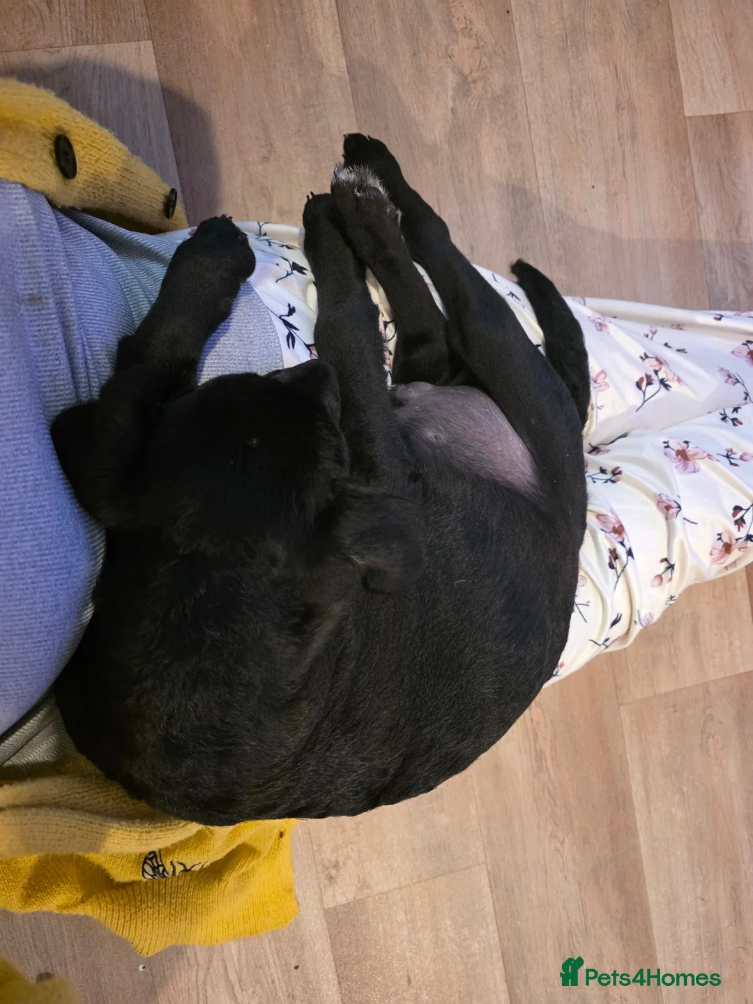 Labradoodle dogs for sale: 6 month old black labradoodle male black - Advert 3