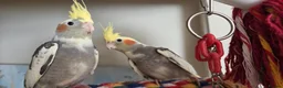 Cockatiels birds for sale: Hand tamed 2 baby cockatiels available  - Advert 7