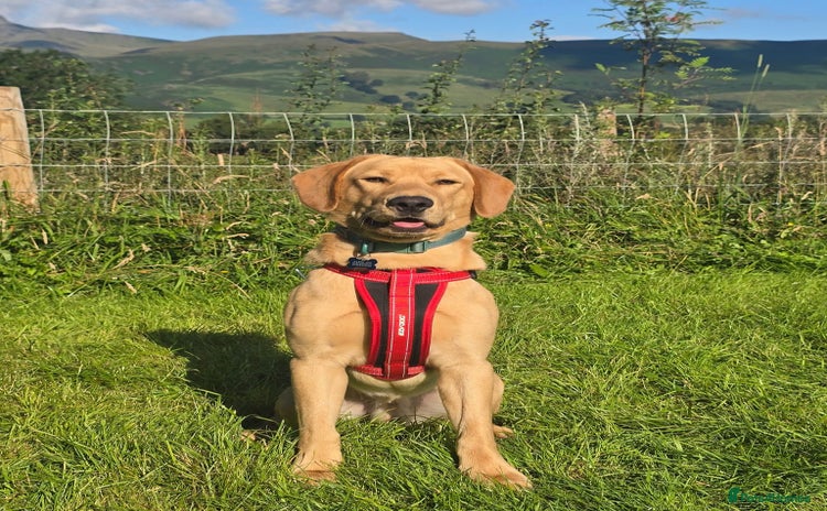 Labrador Retriever dogs in Bradford - Advert 1