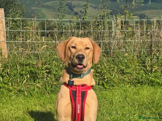 Labrador Retriever dogs in Bradford - Advert 26