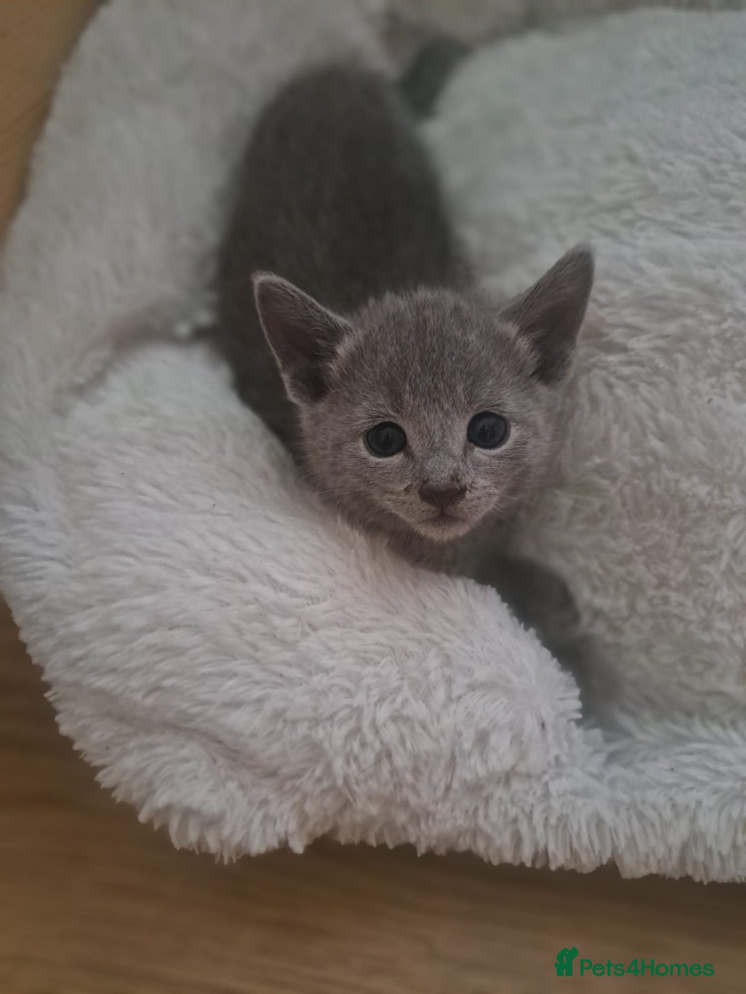 Russian Blue cats for sale: TICA Russian Blue Kittens Pedigree - Image 10