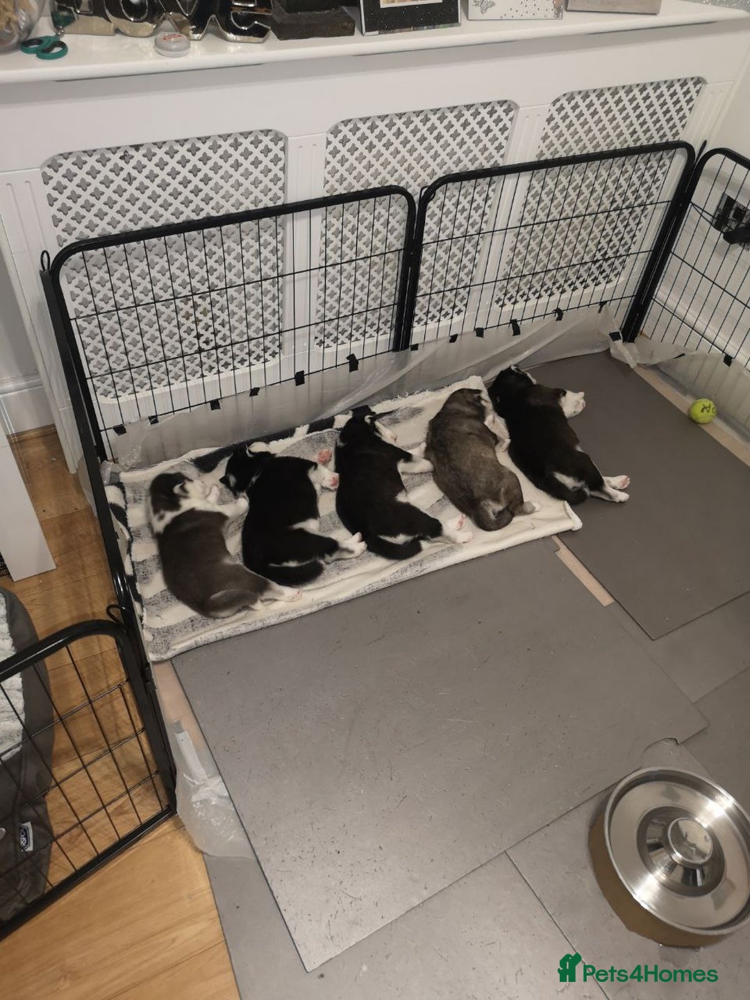 Siberian Husky dogs for sale: Siberian Huskies 1 Male 4 Female - Advert 2