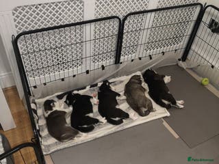 Siberian Husky dogs Siberian Huskies- BIG and WOOLY (4 Female, 1 Male) - Advert 12