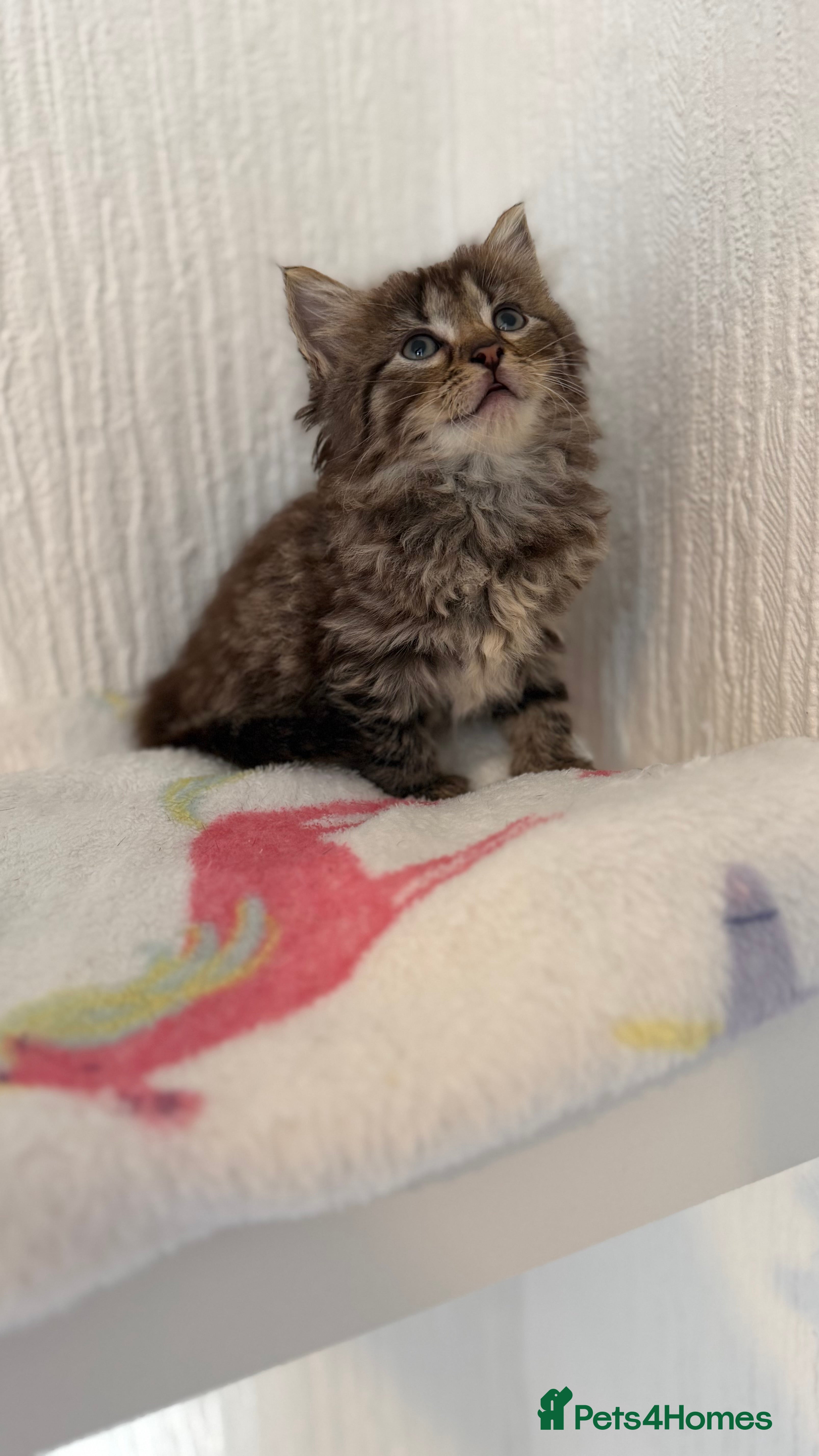 Mixed Breed cats Bsh/ ragdoll  - Advert 1