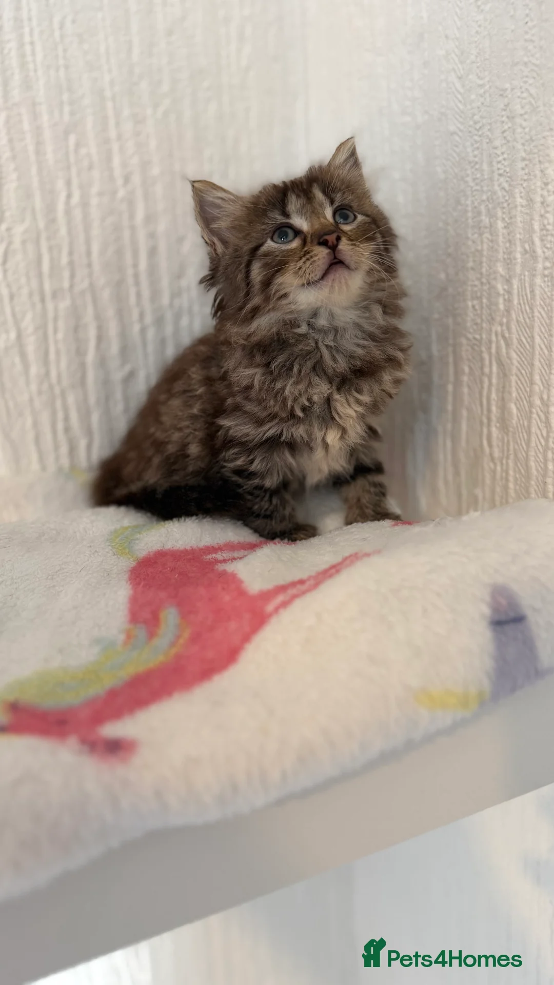 Mixed Breed cats for sale: Bsh x ragdoll ready 27th of feb - Advert 9