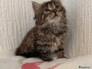 Mixed Breed cats Bsh/ ragdoll - Advert 1