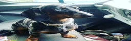 Dachshund dogs for sale: Standard kc Dachshund puppys  in Halifax - Advert 2