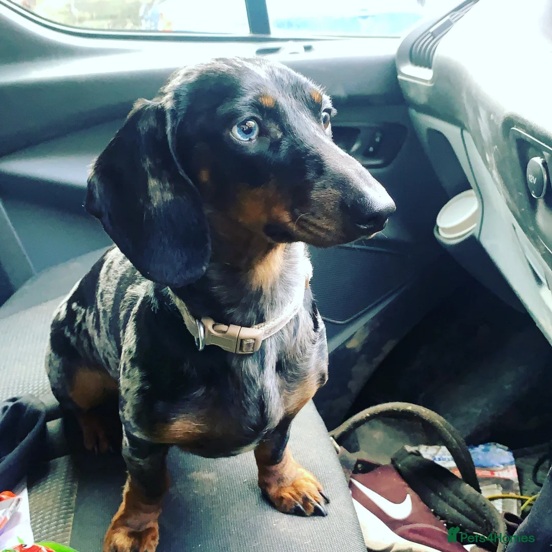 Dachshund dogs for sale: Standard kc Dachshund puppys  in Halifax - Advert 2