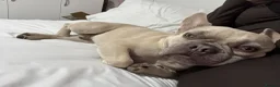 French Bulldog dogs for sale: French bull dog for rehoming.  - Advert 3
