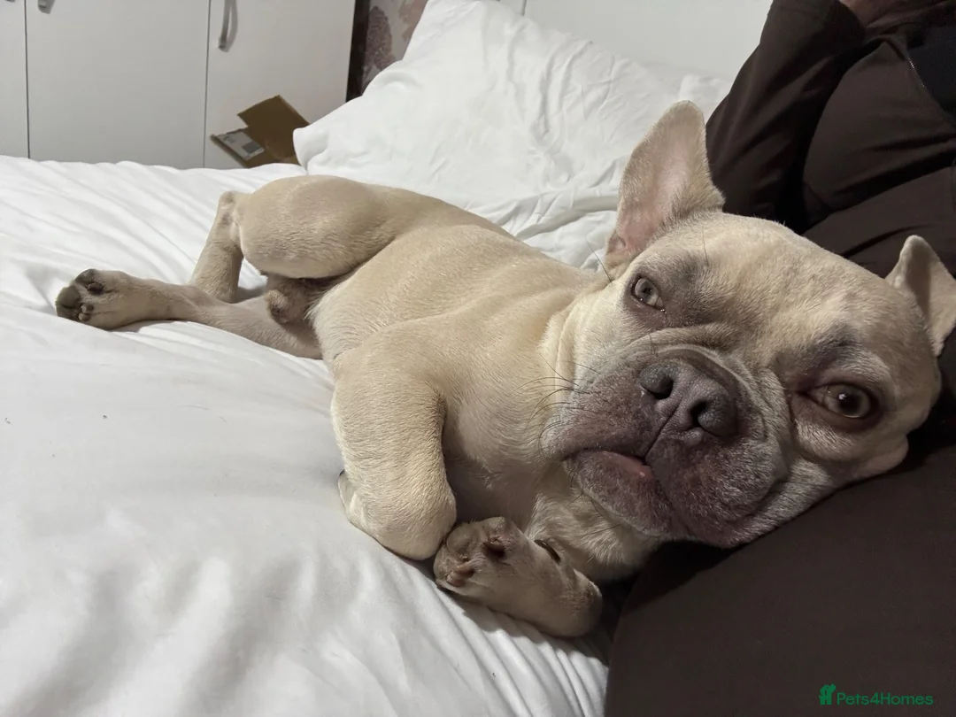 French Bulldog dogs for sale: French bull dog for rehoming.  - Advert 3