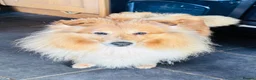 Shetland Sheepdog dogs for sale: Beautiful sable Shetland sheepdog girl  - Advert 7