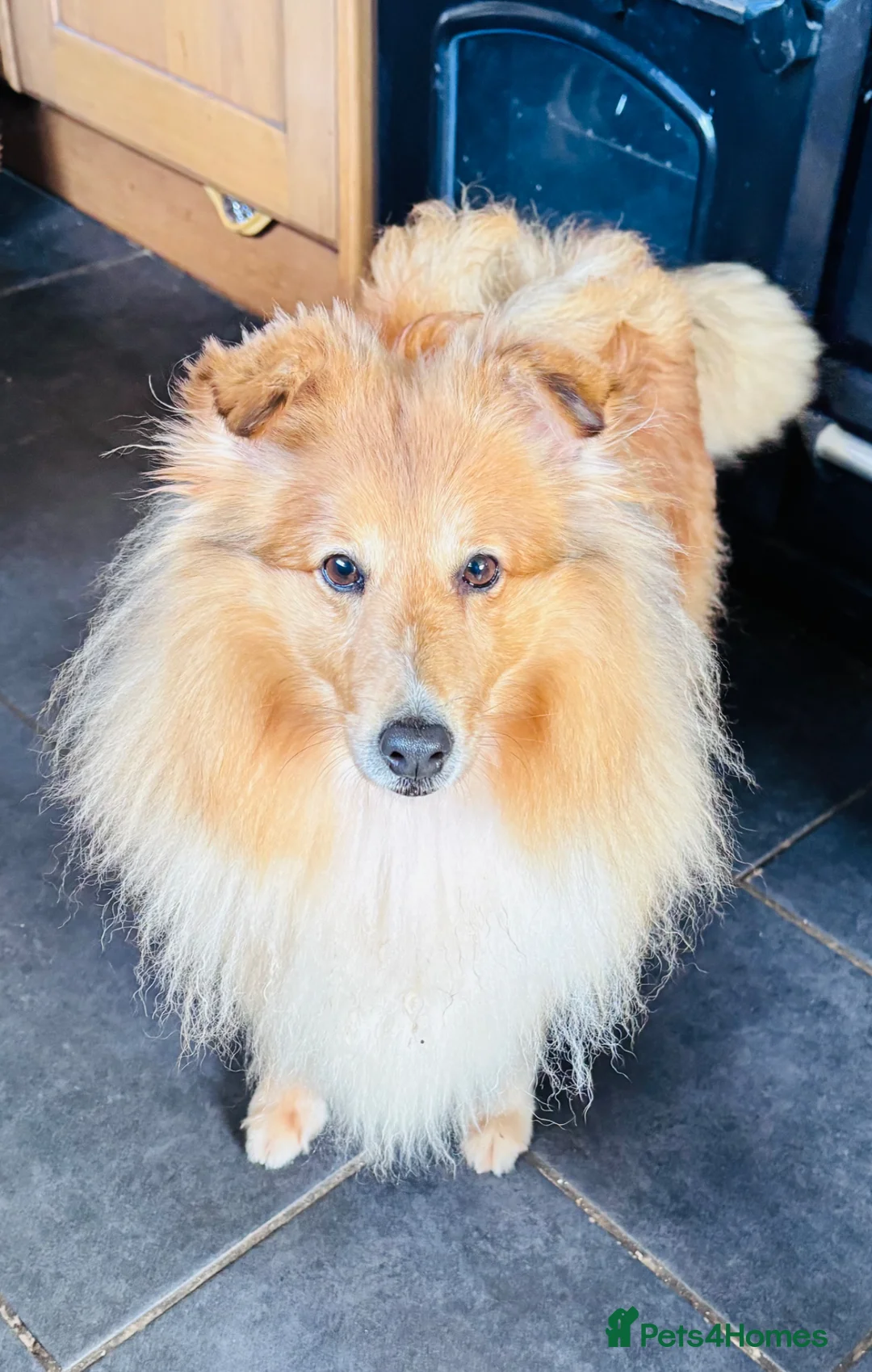 Shetland Sheepdog dogs for sale: Beautiful sable Shetland sheepdog girl  - Advert 7
