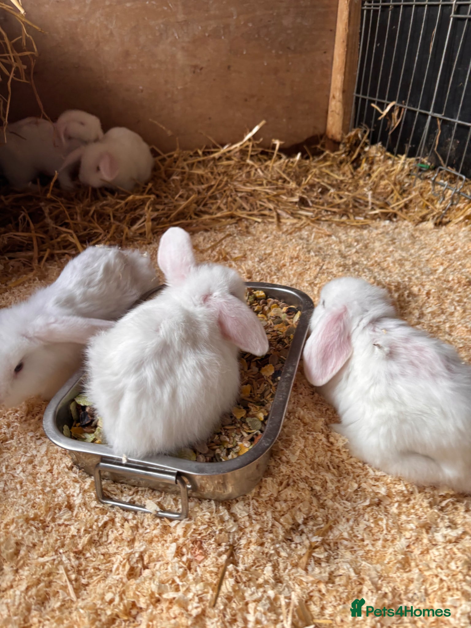 Mini Lop rabbits for sale: 8 beautiful baby’s rabbit  - Advert 5