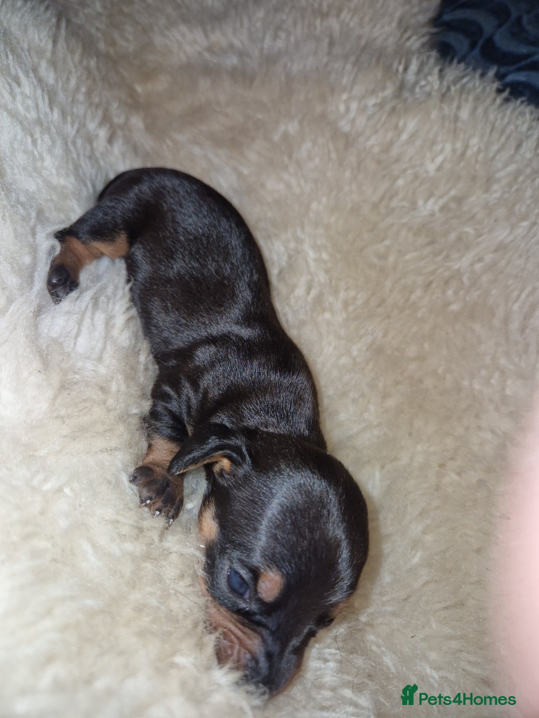 Dachshund dogs for sale: Beautiful litter of mini dachshunds  - Advert 14