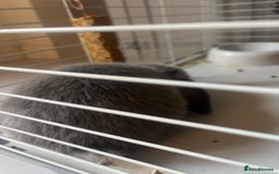 Mini Lop rabbits for sale: 2 baby mini lop bunnies  - Image 12